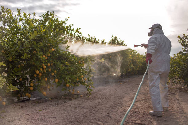 Best Best Pest Control Companies  in Safford, AZ