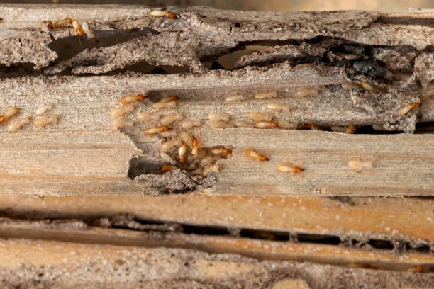 Best Residential Pest Control  in Safford, AZ