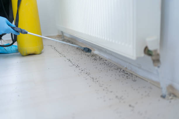 Reliable Safford, AZ Pest Control Solutions