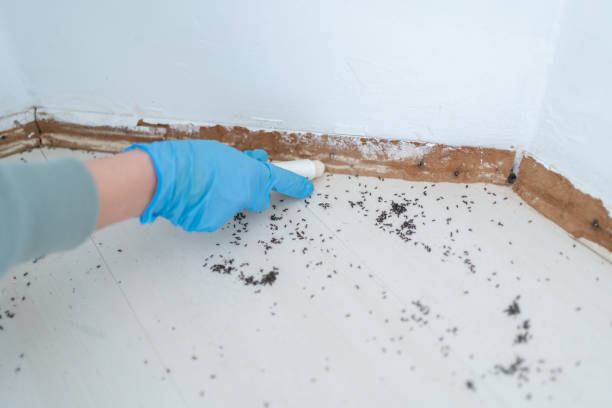 Wasp Removal Services in Safford, AZ