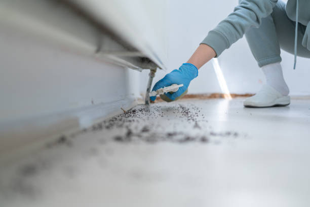 Best Local Pest Control Services  in Safford, AZ
